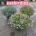 Afbeelding van TP26 Lobelia actie Blue
